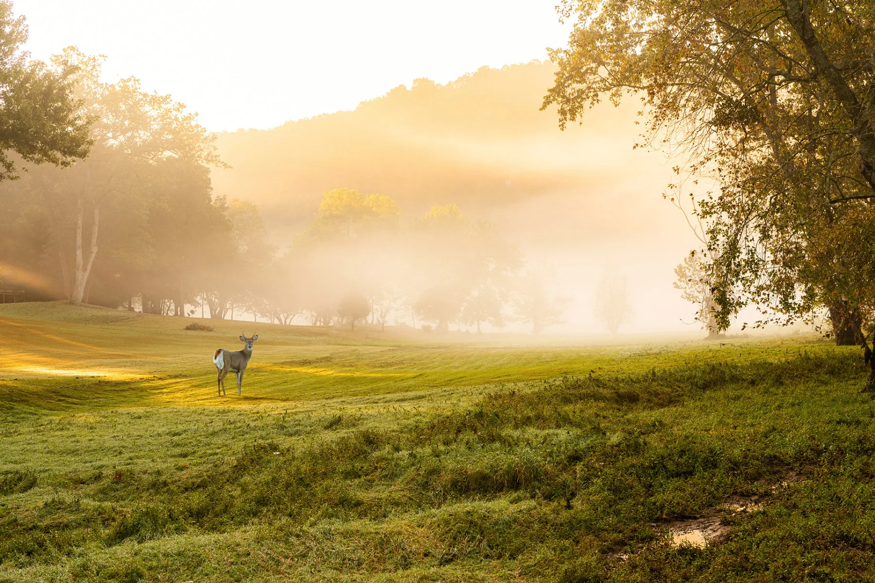 Mountain Home, Arkansas arkansas landscape photography