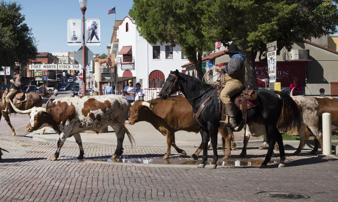 Cowboys driving longhorn cattle down Exchange Avenue in the Fort Worth Stockyards