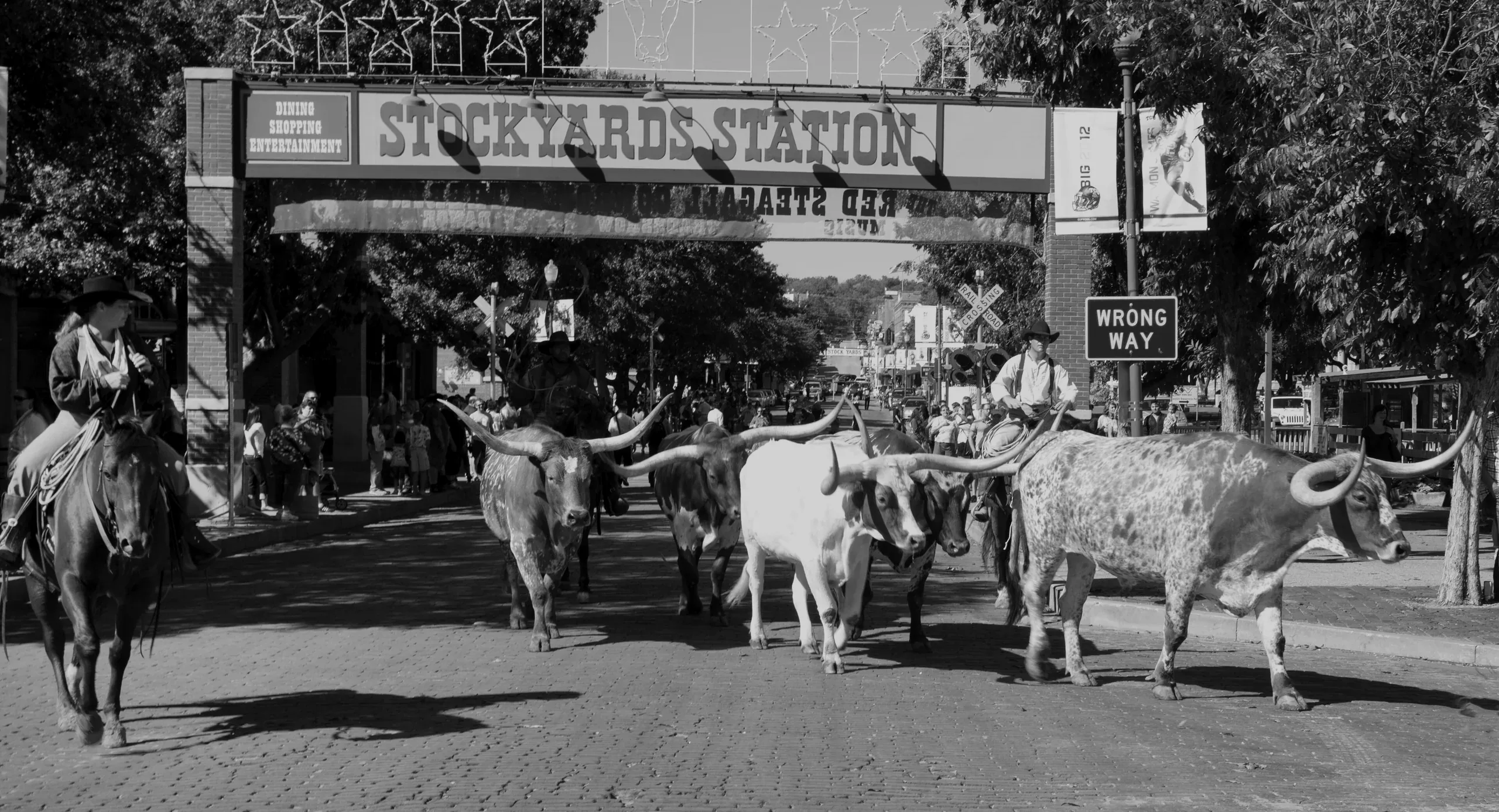 Longhorn cattle drive at Stockyards Station in Fort Worth, home of the MAGNETIC Dallas Fort Worth branding studio