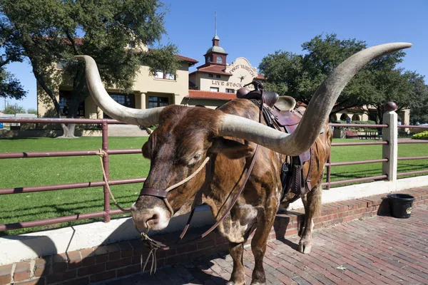 Texas longhorn at the Fort Worth Stockyards